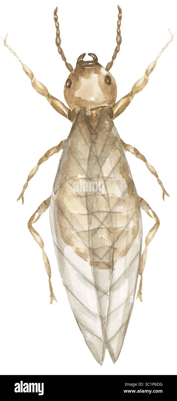 Termit Print Watercolor illustration of winged termite , insects educational clipart ...
