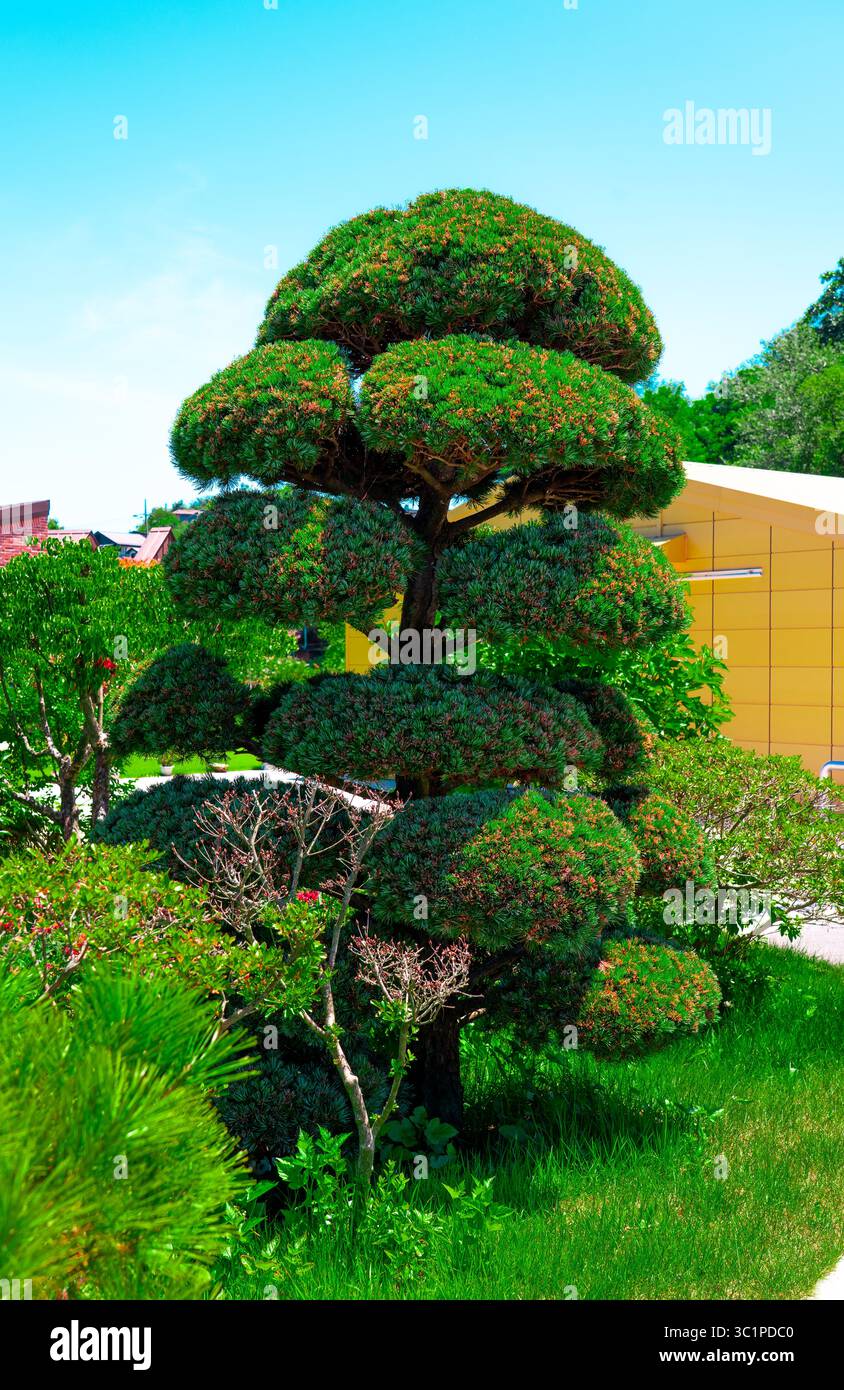 Niwaki tree hi-res stock photography and images - Alamy