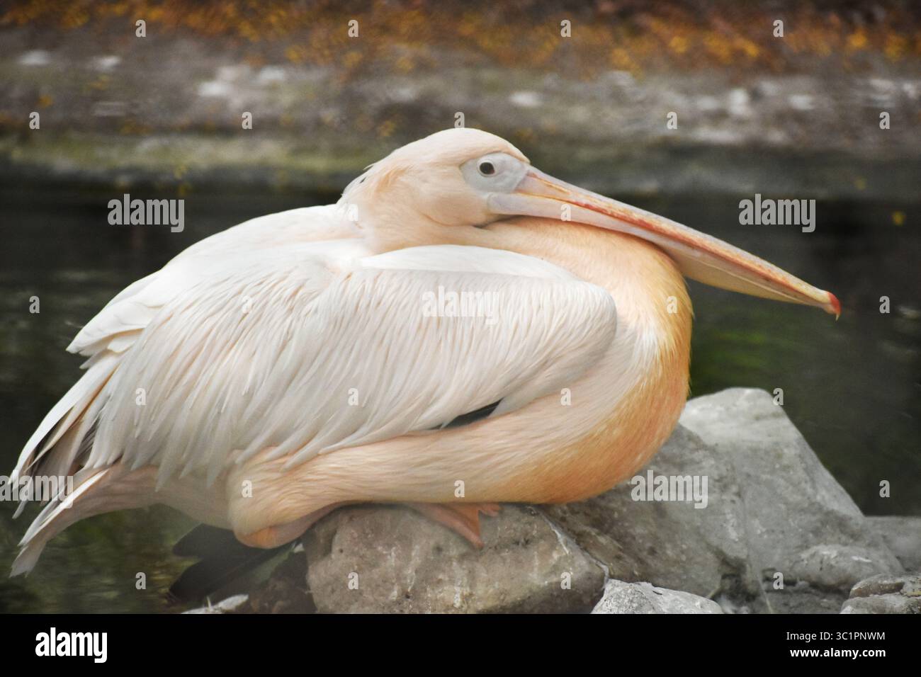 Great white pelican (Pelecanus onocrotalus) with its iconic long beak ... - Bird Habitat With Large Water Pool