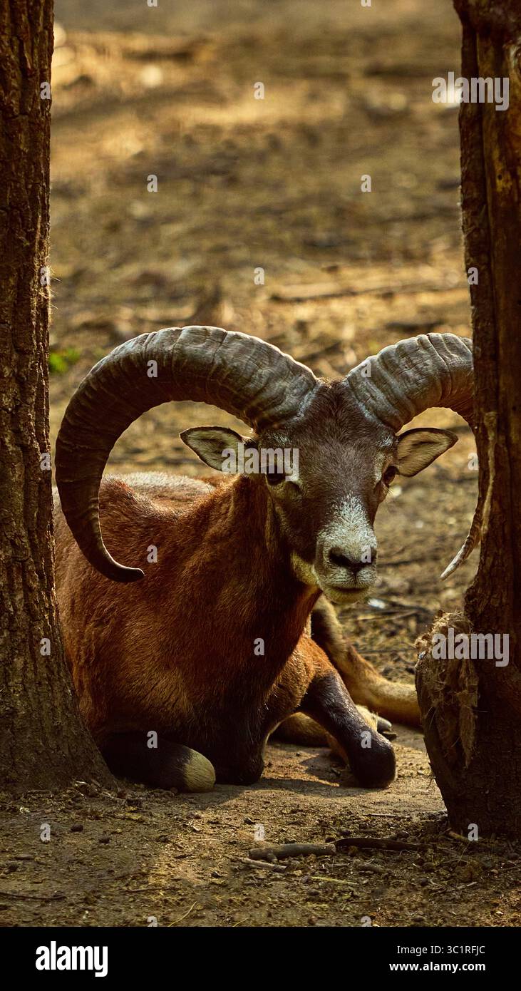 Lying brown mouflon with large curled horns between forest trees Stock Photo