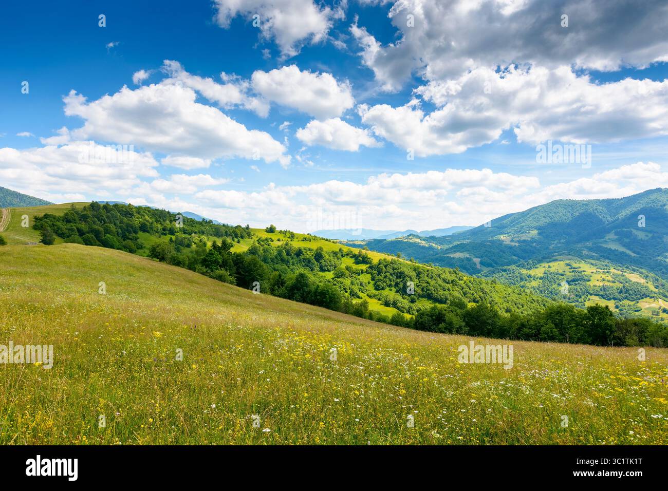 mountain landscape with wide meadow in summer. sky with fluffy clouds on a sunny afternoon. green grass on the pasture rolling through hills in countr Stock Photo