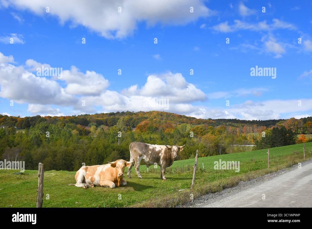 Horned crossbred cows hi-res stock photography and images - Alamy
