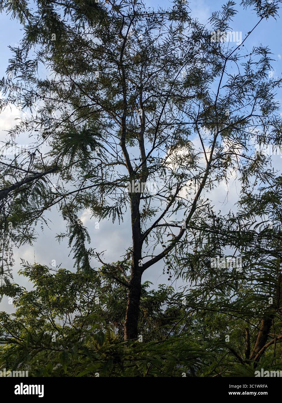 A tall tree standing against the cloudy blue sky, surrounded by lush green branches. - Smartphone Captured Stock Image