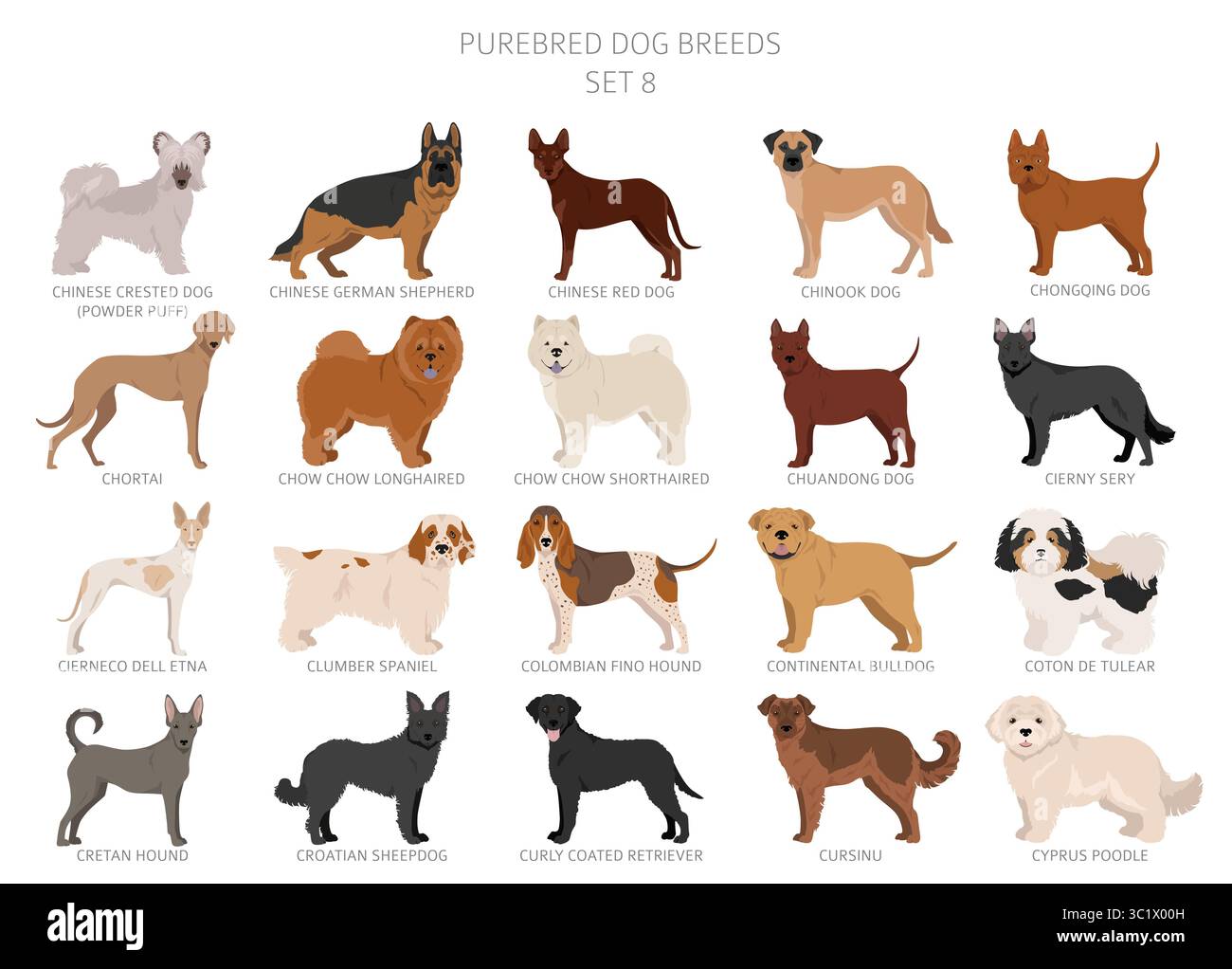 Collection of all dog breeds. Collection in 28 sets. Realistic image of ...