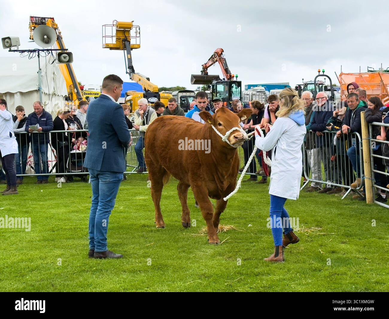 Judging the cattle at Corrandulla Show, County Galway,Ireland, an annual day of agricultural, showjumping, dog show and carnival events - Smartphone Captured Stock Image