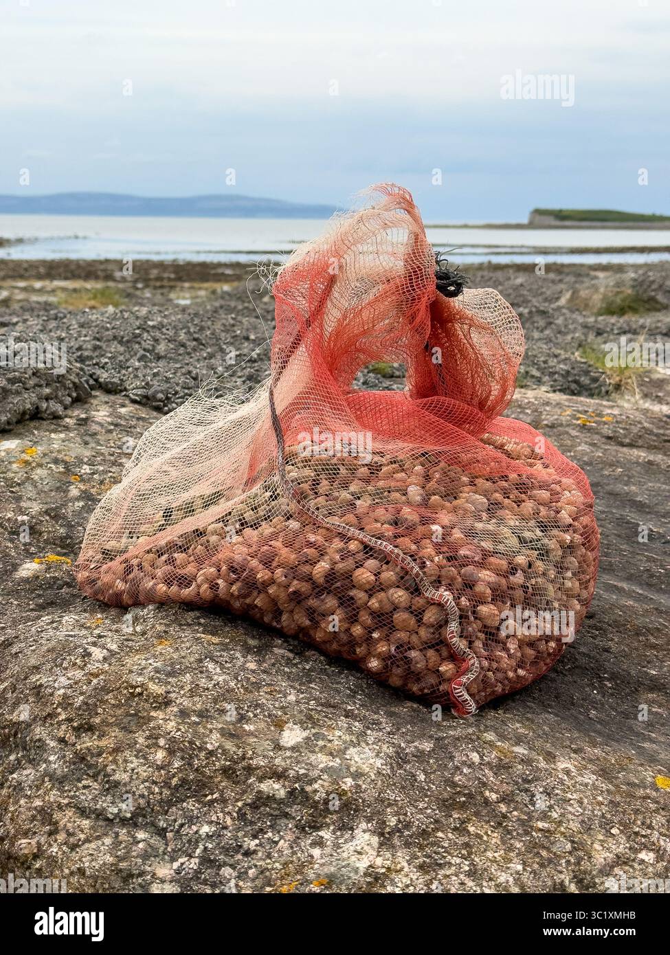 A bag of periwinkles collected from the rocks off the promenade at Salthill, Galway Stock Photo