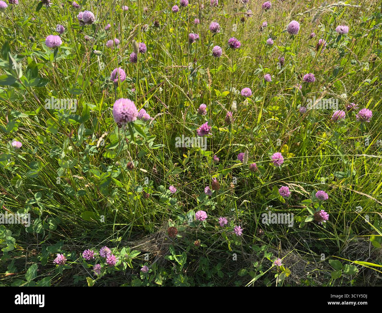 A beautiful field of purple clover flowers in full bloom under sunlight. - Smartphone Captured Stock Image