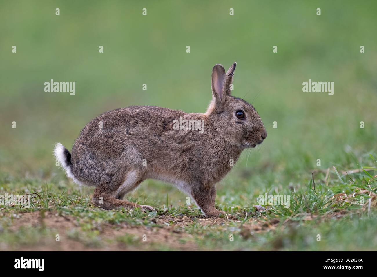 Common European Rabbit (Oryctolagus cuniculus) in a grass meadow Stock ...