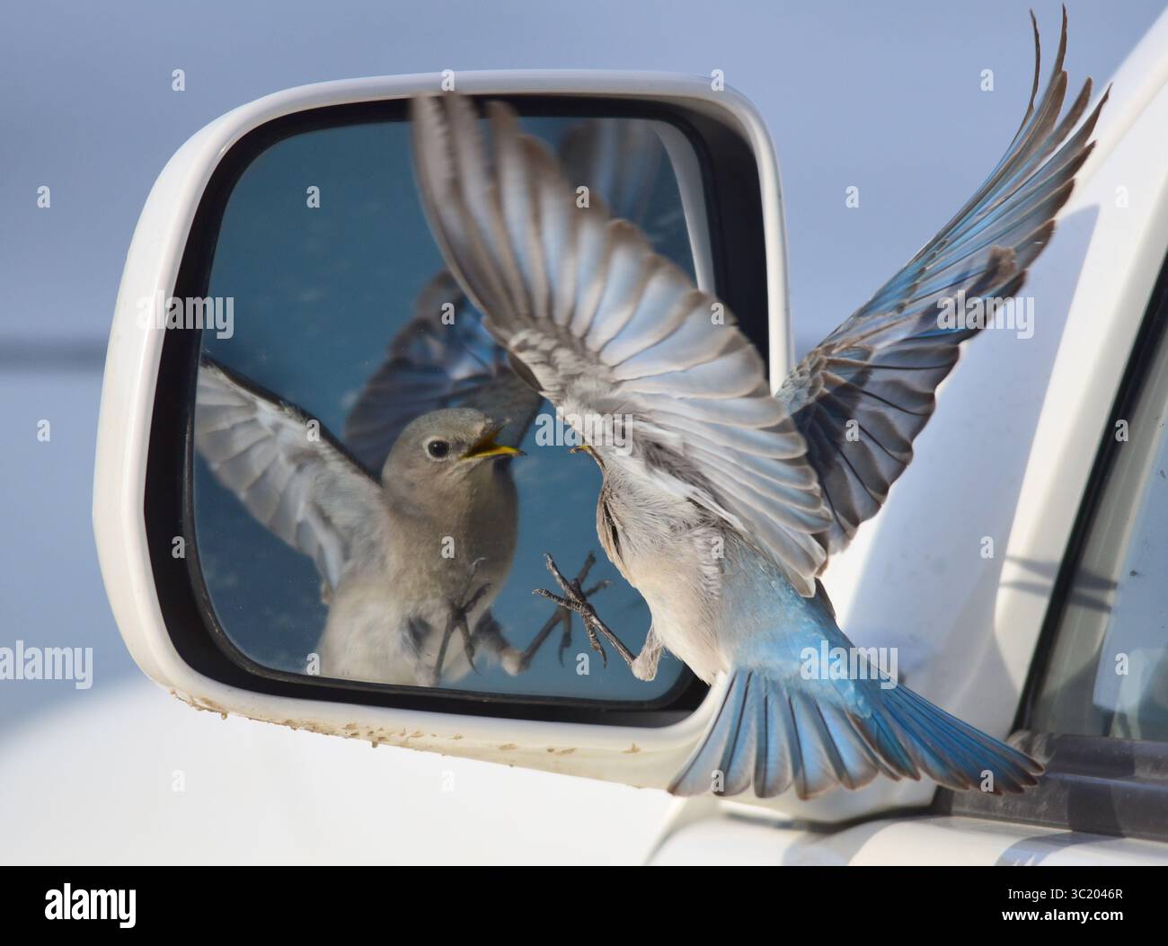 Why Do Birds Attack My Car Mirror: Shocking Reasons Revealed