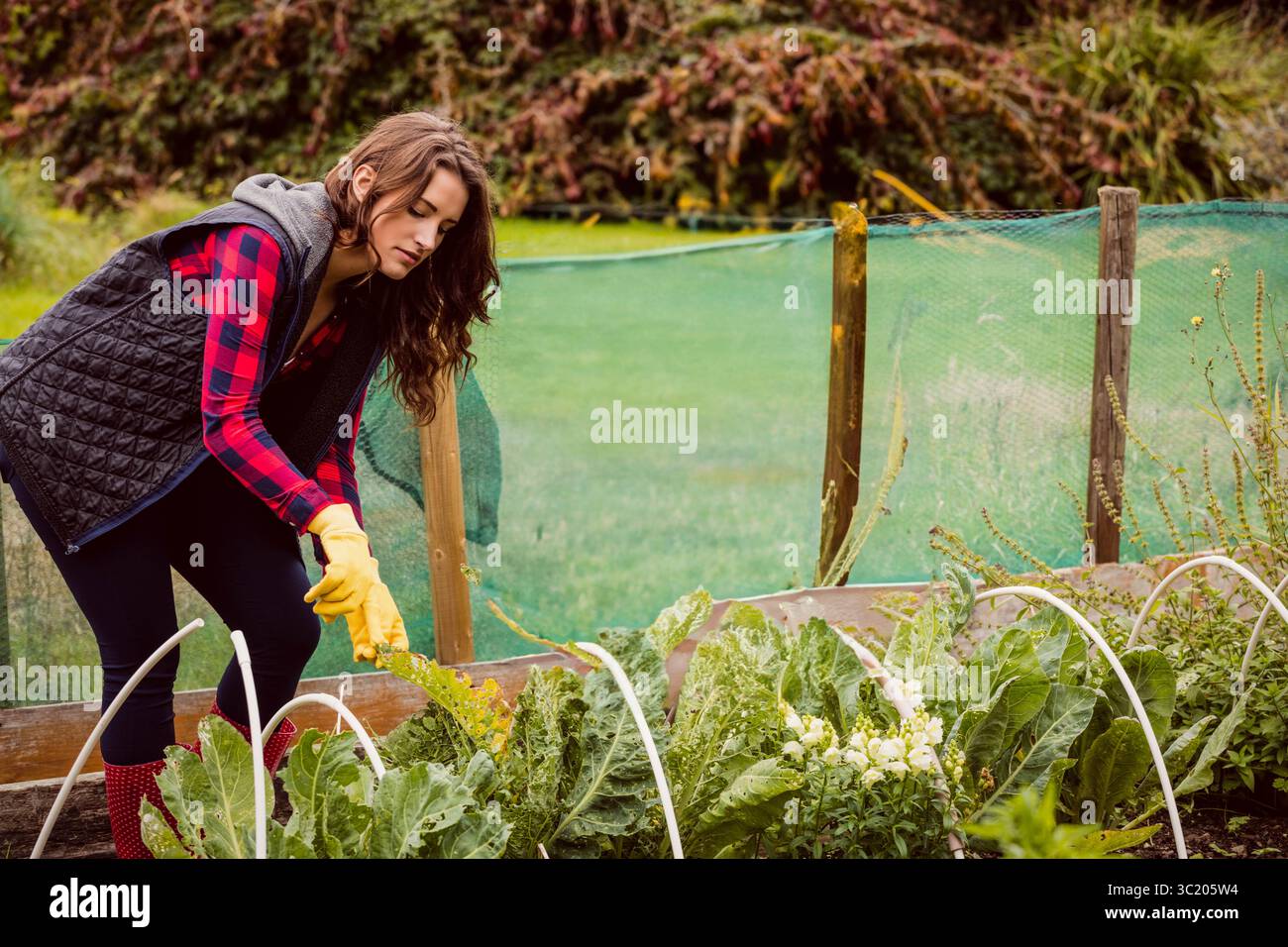 Woman tending leafy greens in raised garden bed wearing gloves and patterned boots, copy space Stock Photo