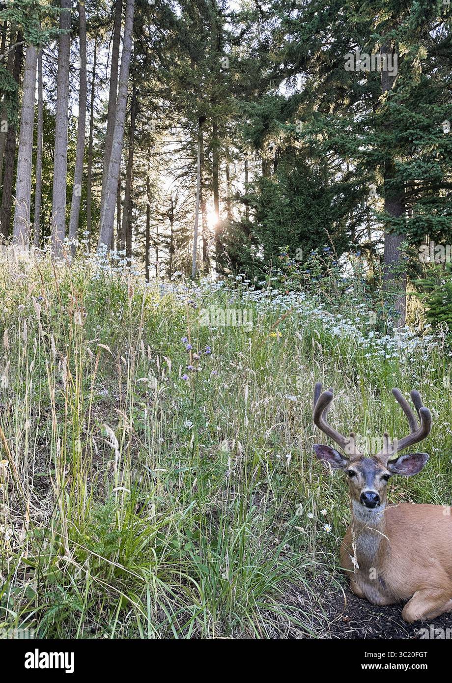 A beautiful buck with antlers rests with legs folded in a meadow at the edge of a forest while the sun sets behind him. - Smartphone Captured Stock Image