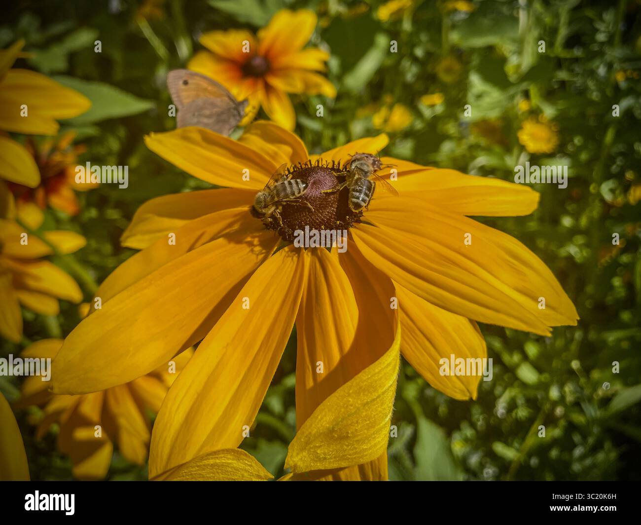 Short-lived blanket flower with bees Stock Photo