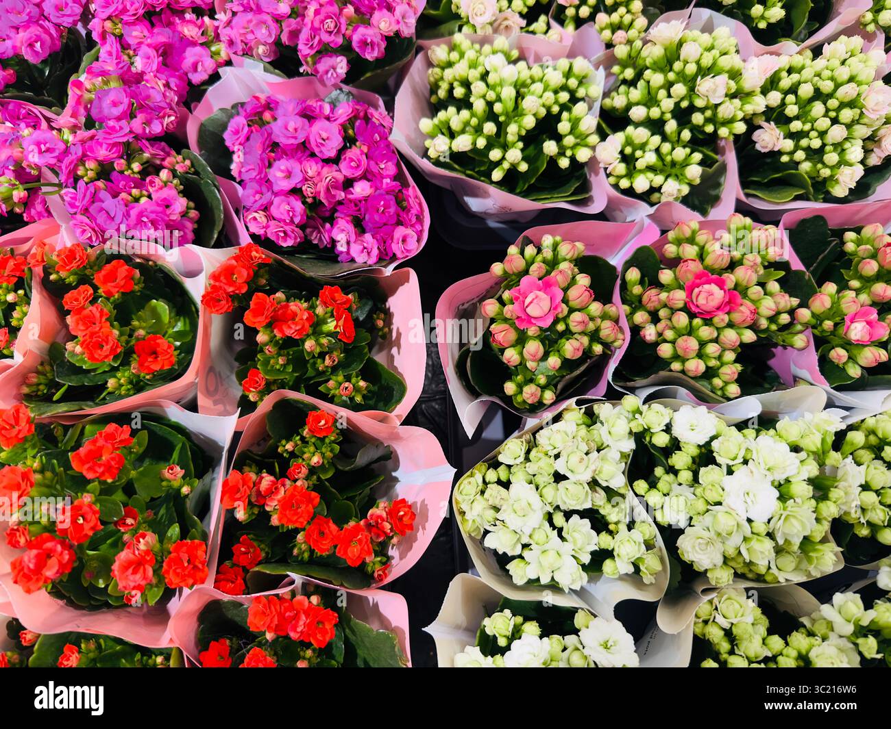 Vibrant display of colorful kalanchoe flowers in various shades. - Smartphone Captured Stock Image