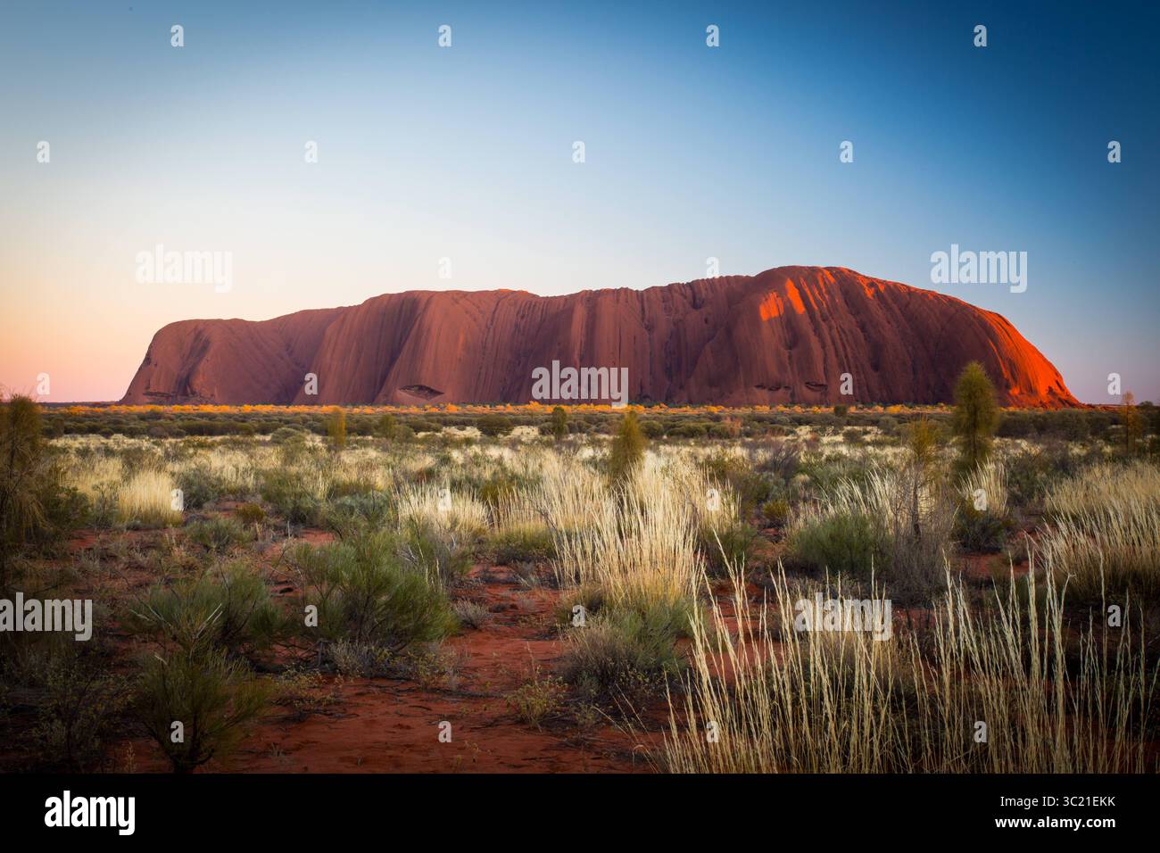 Tree on uluru ayers rock hi-res stock photography and images - Alamy