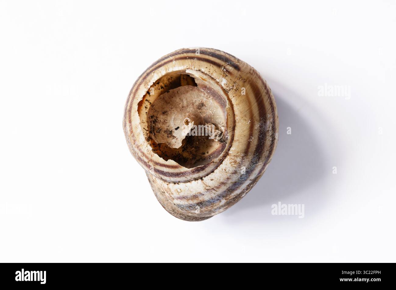 A broken snail shell showing the interior structure on white background Stock Photo