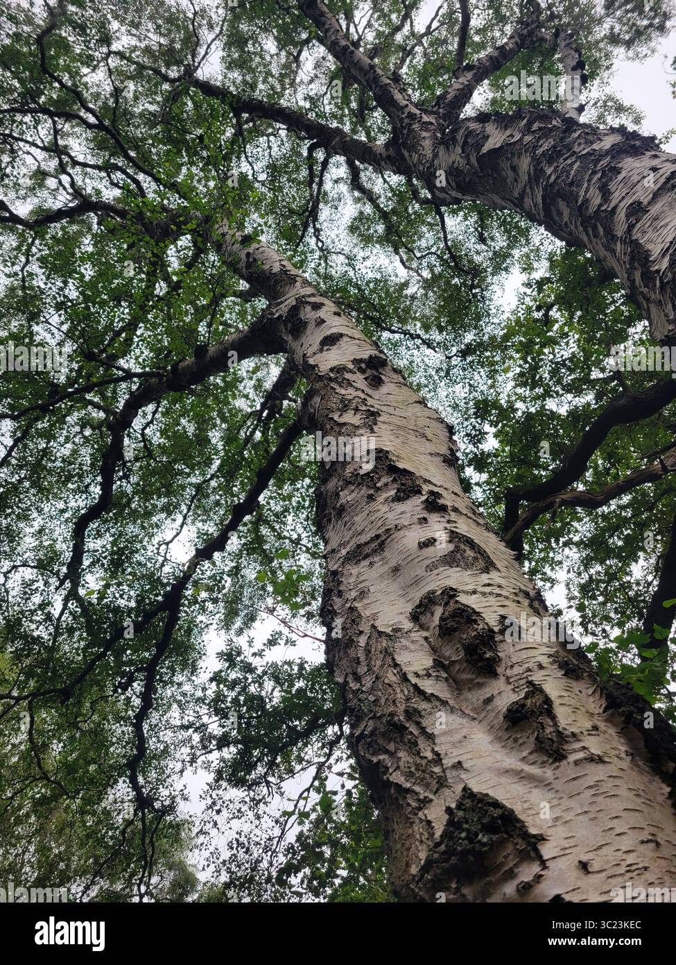 A dramatic upward perspective of tall birch trees in a dense woodland, showcasing the textured bark and a canopy of vibrant green leaves. - Smartphone Captured Stock Image