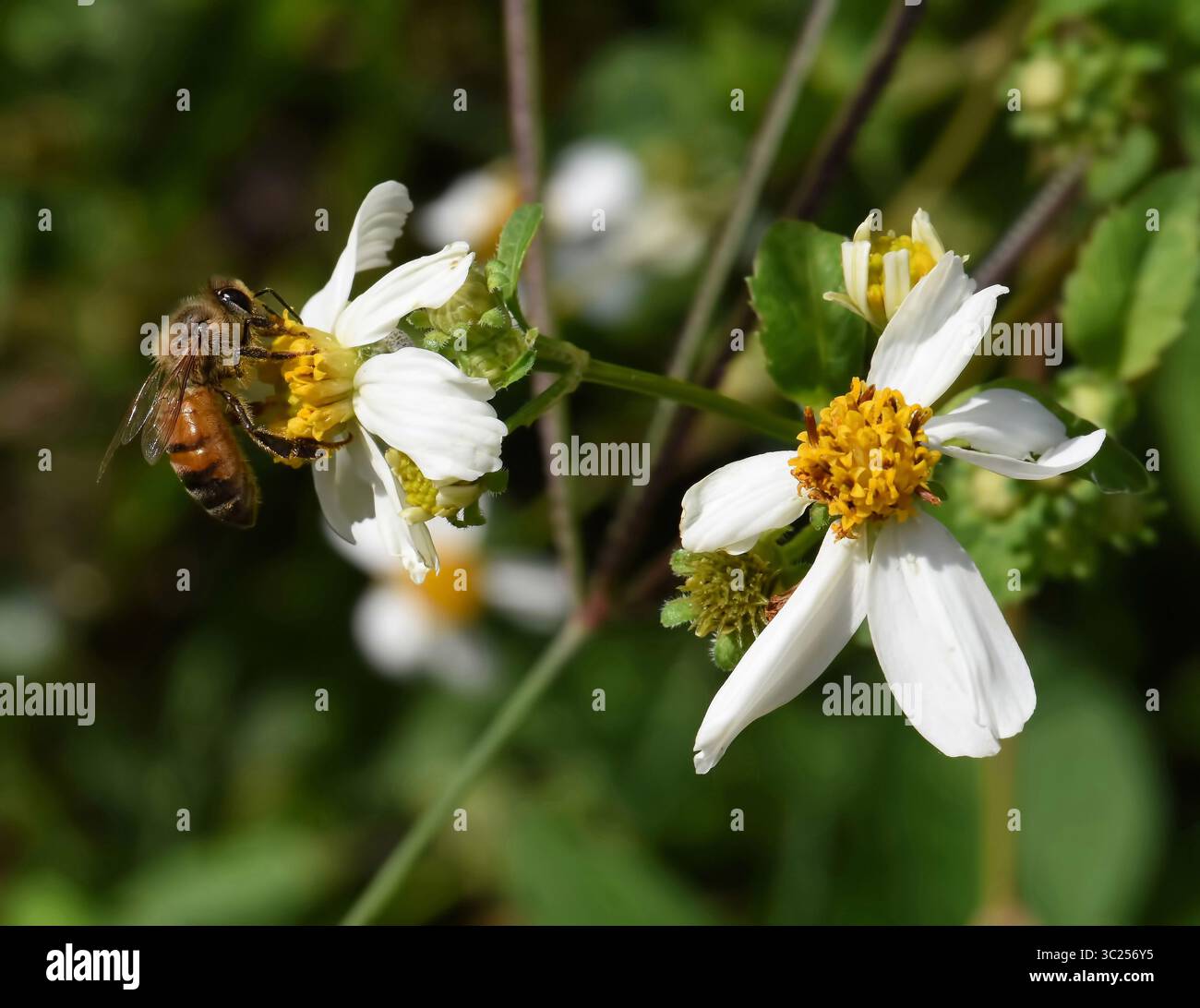 Honey Bee (Apis mellifera) on Spanish Needle (Bidens alba). Spanish ...