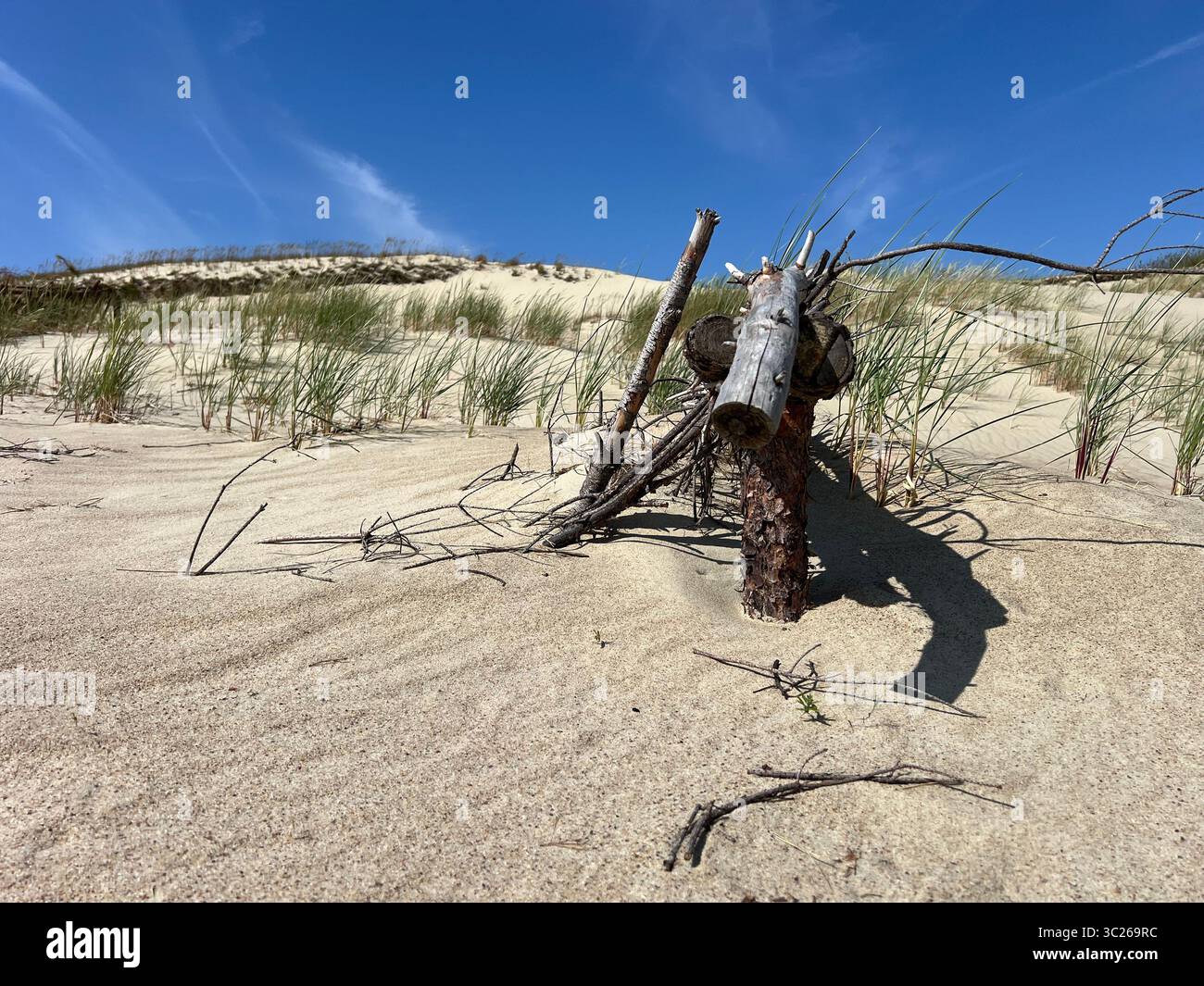 Small driftwood shelter on sand dunes under clear blue sky in Curonian Spit National Park, Lithuania – peaceful Baltic coastal landscape in summer - Smartphone Captured Stock Image