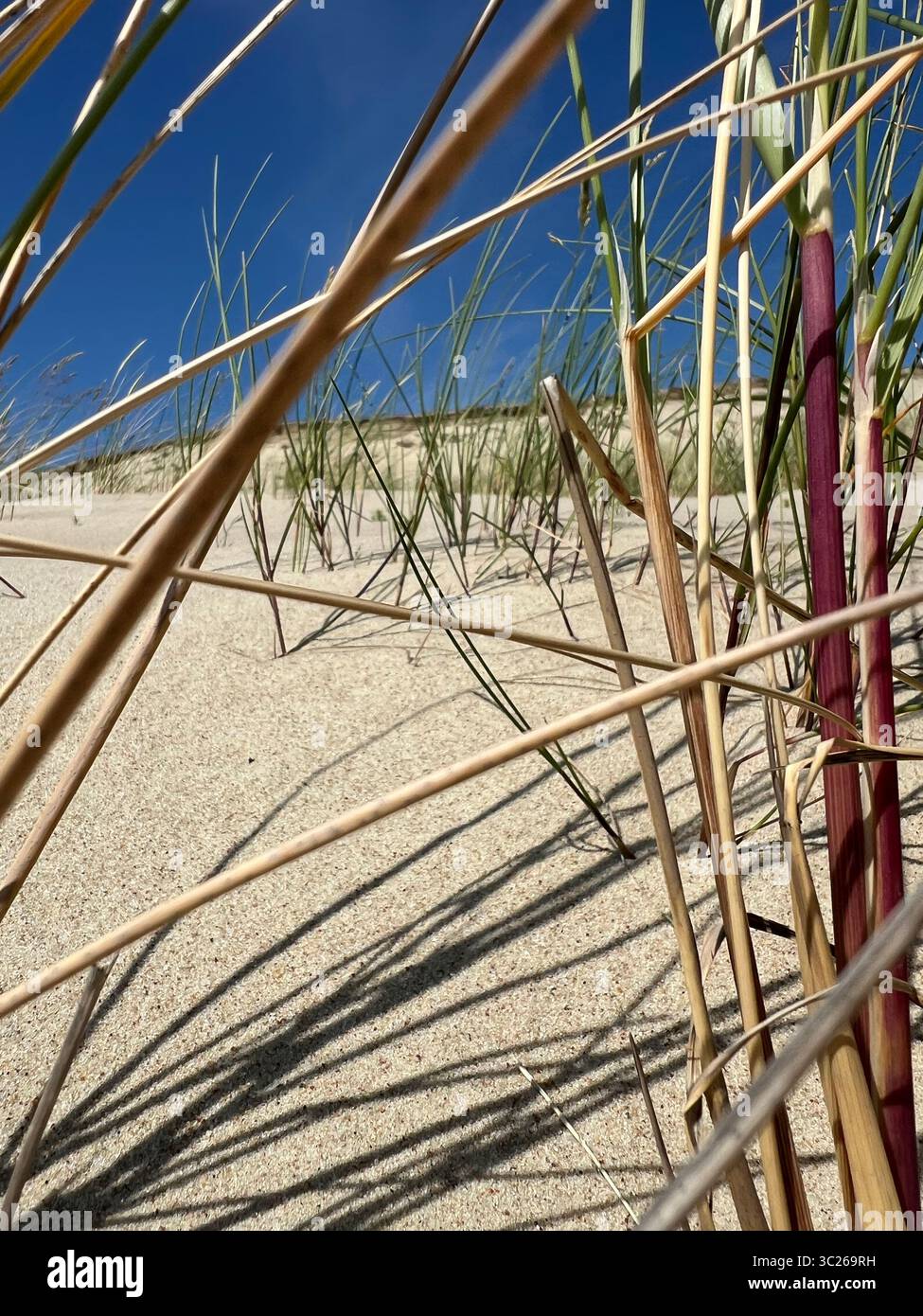 Abstract view through tall beach grass on sun-drenched sand dunes under a clear blue sky. Natural coastal textures and serene landscape - Smartphone Captured Stock Image