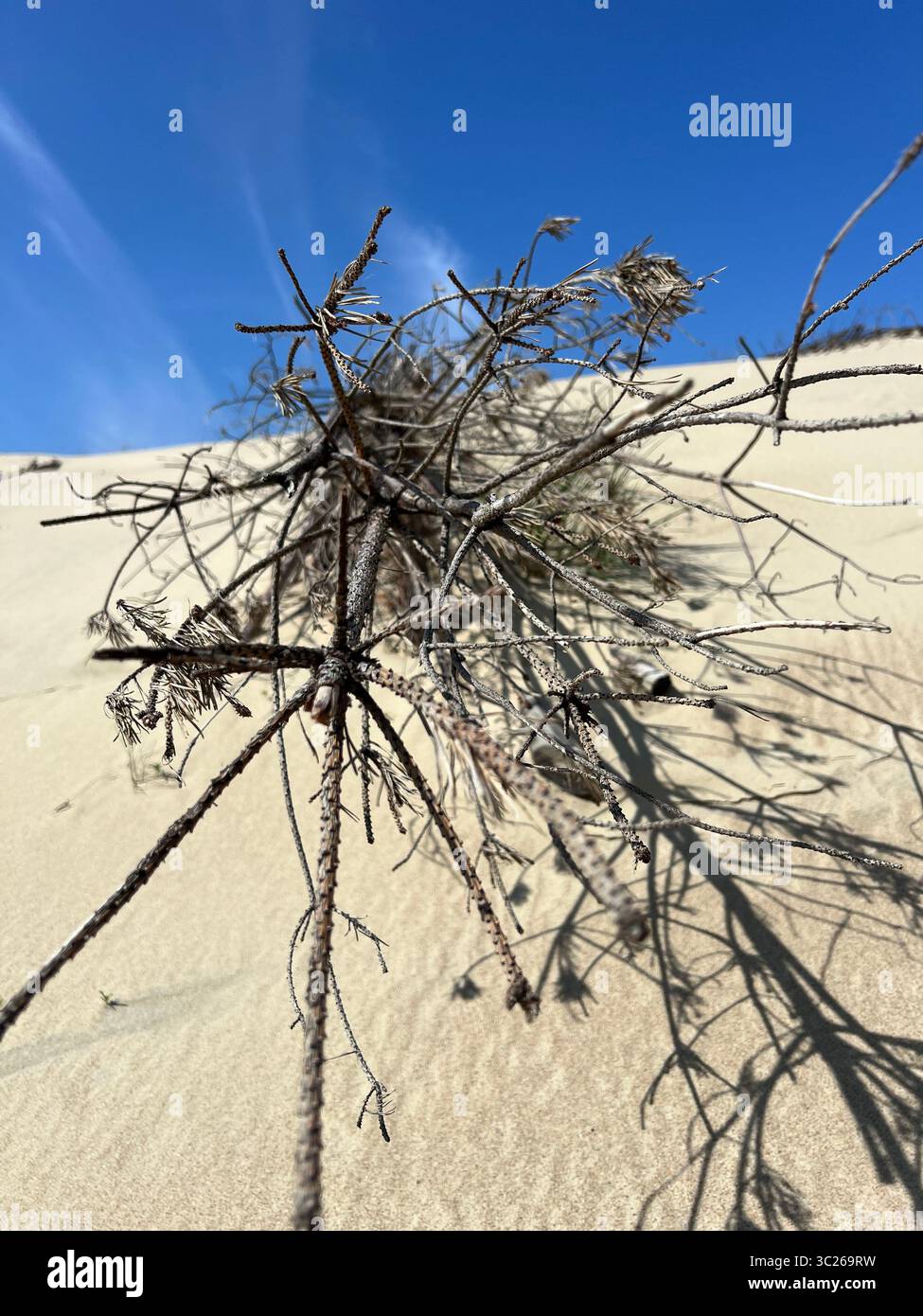 Gnarled, dried plant remains on a sand dune under a clear blue sky. Stark natural beauty and resilience in a harsh coastal environment - Smartphone Captured Stock Image