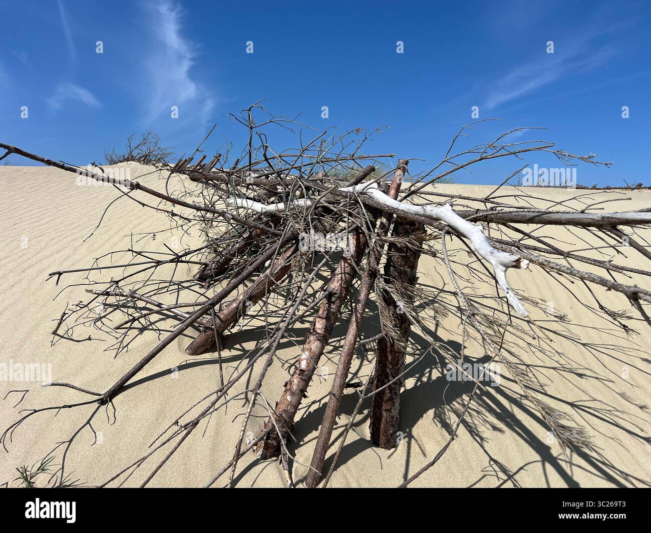 Dried driftwood branches arranged on sand dunes in Curonian Spit National Park, Lithuania – raw Baltic landscape under blue summer sky - Smartphone Captured Stock Image
