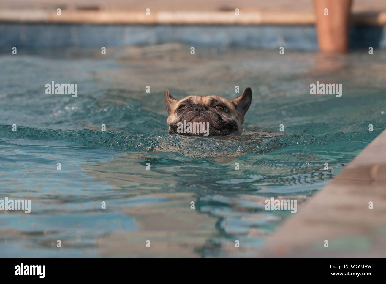 The head of a tan French bulldog peaks above the water as he swims in a ...
