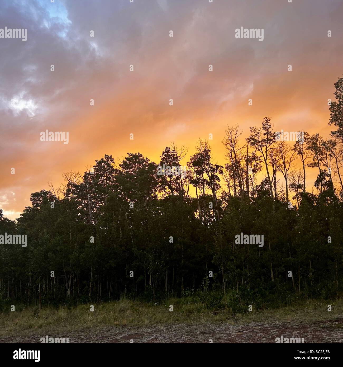 A truly striking sunset paints the sky in bold and vibrant hues of fiery orange, transitioning into warm yellows, purples, and muted grays overhead. - Smartphone Captured Stock Image