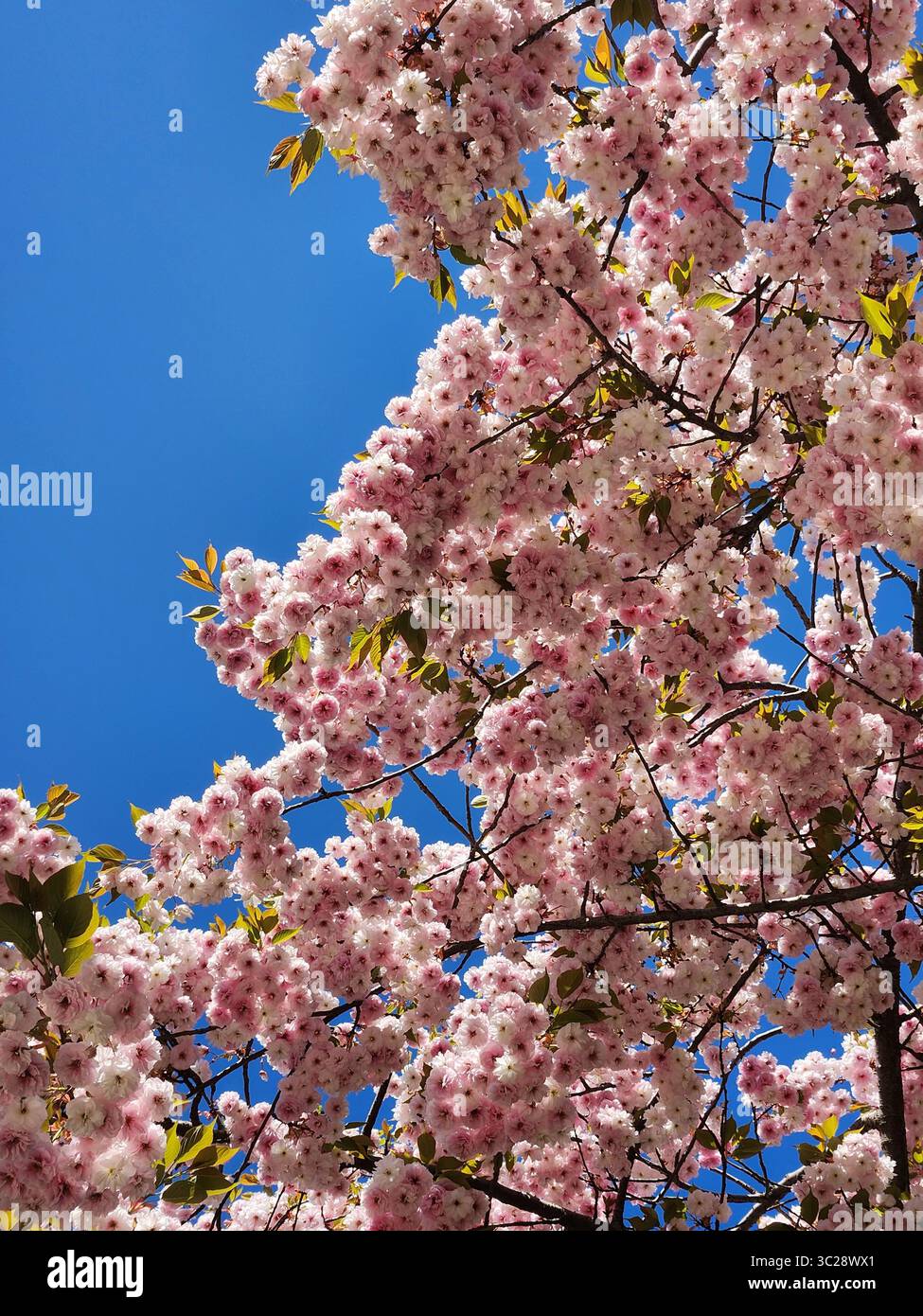pink blossoms with blue sky background Stock Photo
