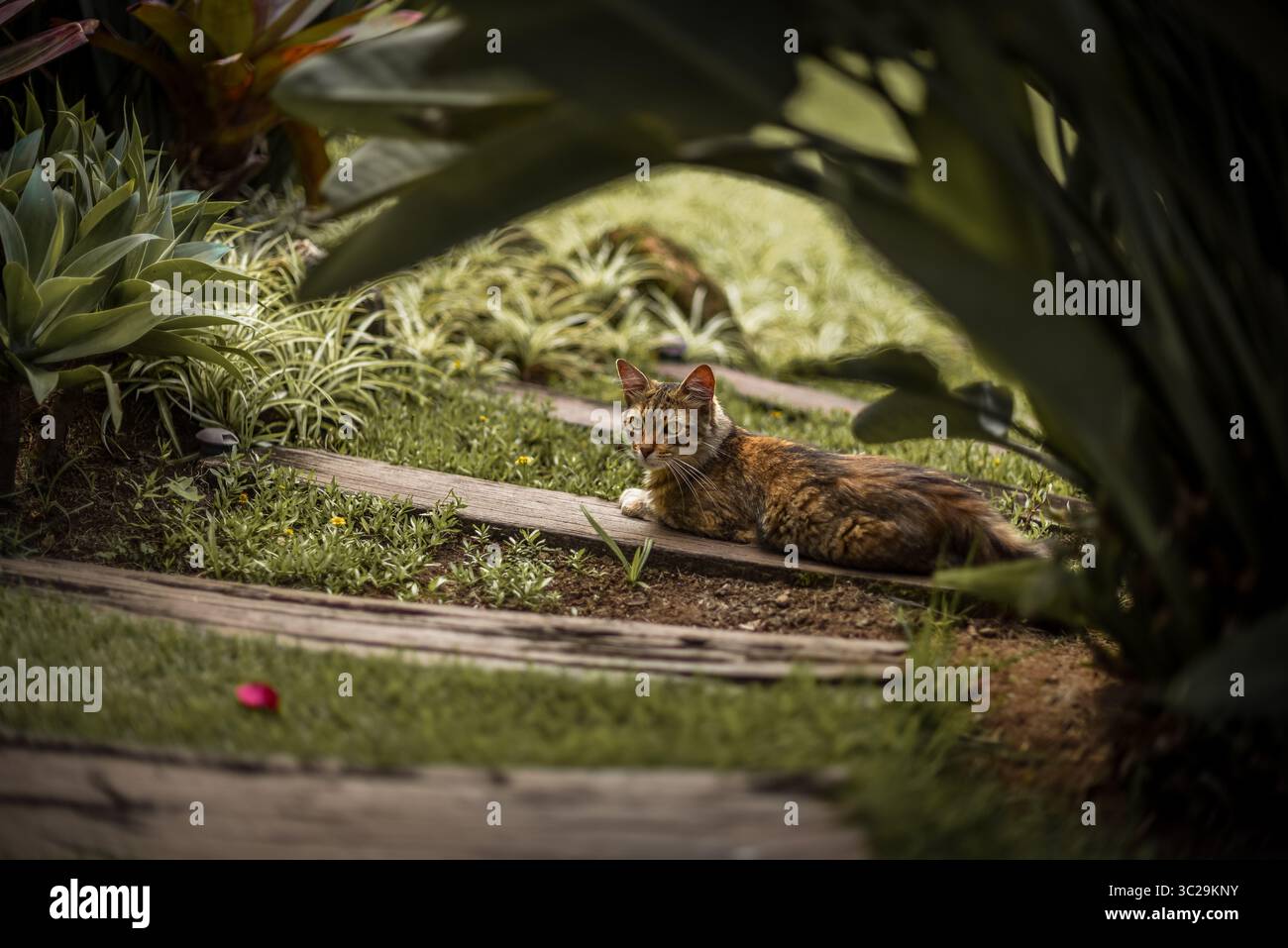 Tabby Cat Resting on Wooden Garden Path Stock Photo - Alamy
