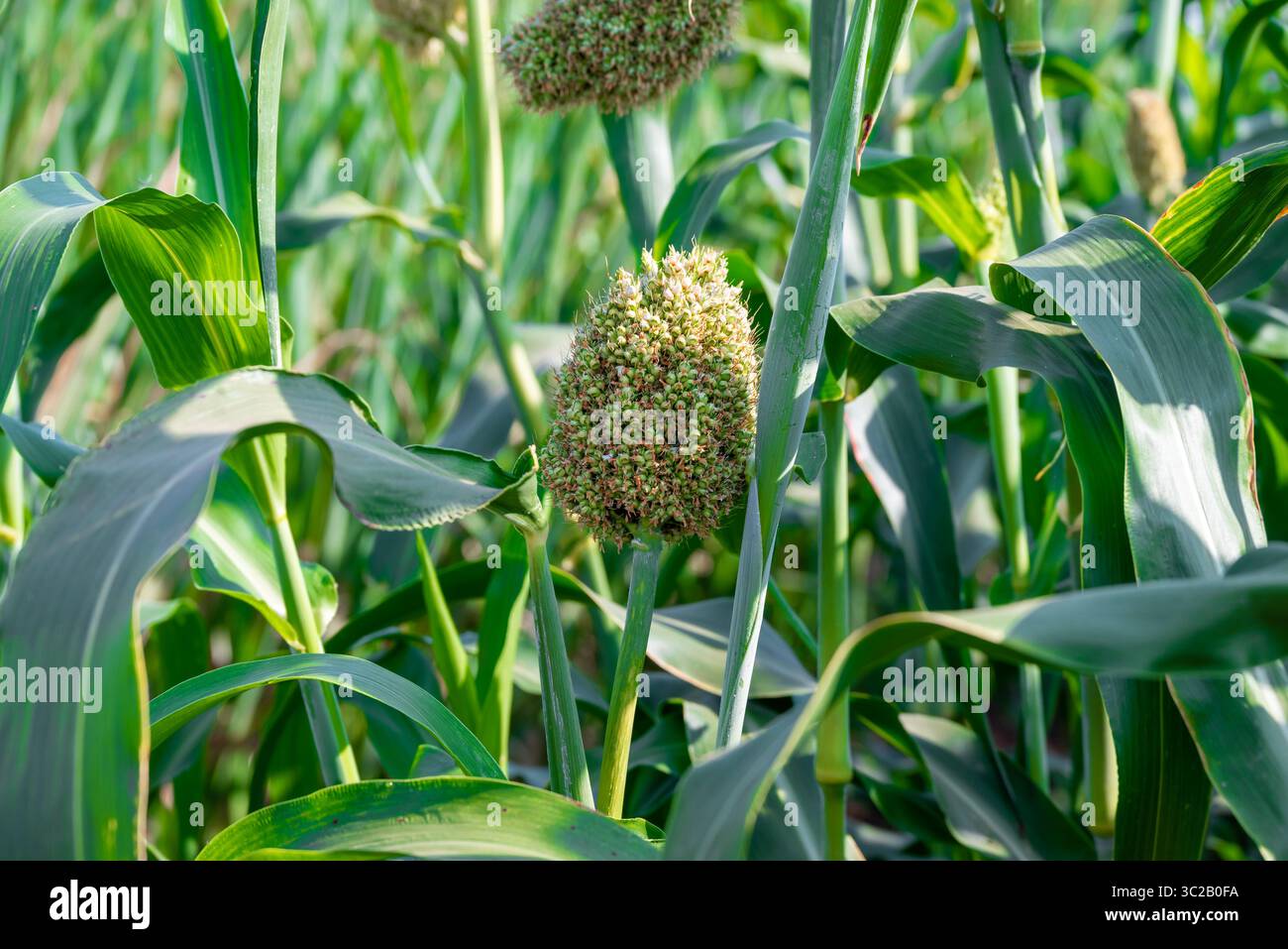 Closeup of Jowar grain (Sorghum) crop. Jowar grain Sorghum crop farm ...