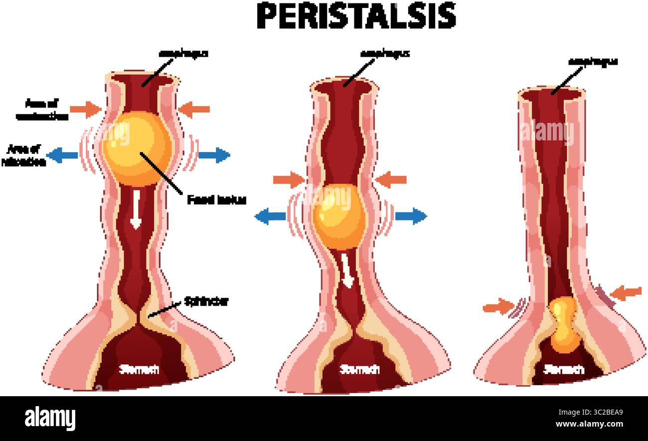 Detailed vector illustration of peristalsis in the esophagus ...