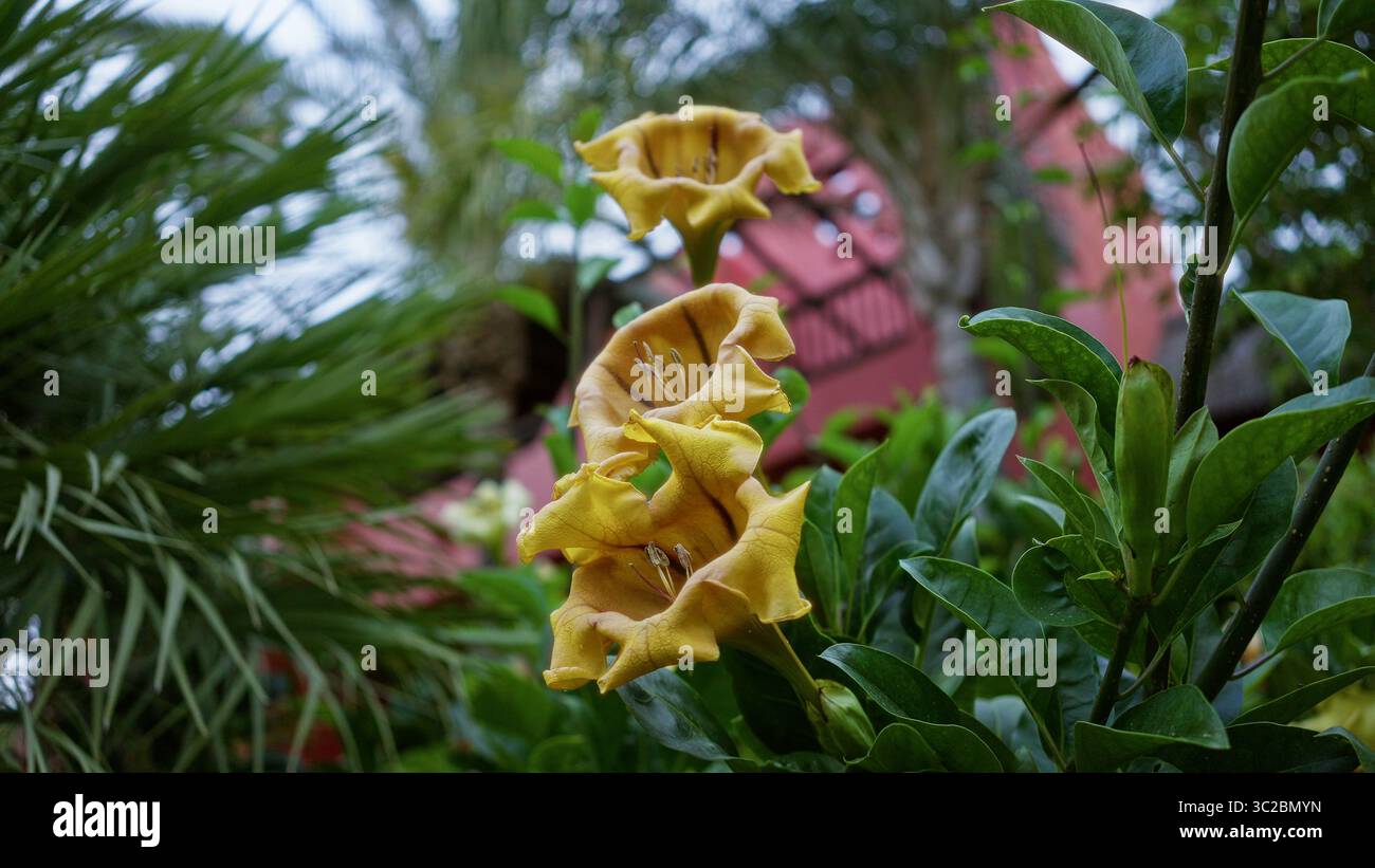 Solandra Tree Closeup vibrant solandra maxima flowers hi-res stock photography and ...