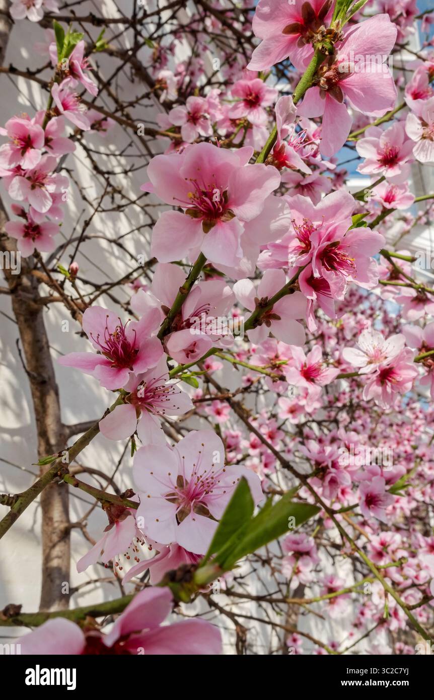 Close up of pink blossom flowers flowering on a peach tree growing in a greenhouse hothouse in spring England UK United Kingdom GB Great Britain Stock Photo