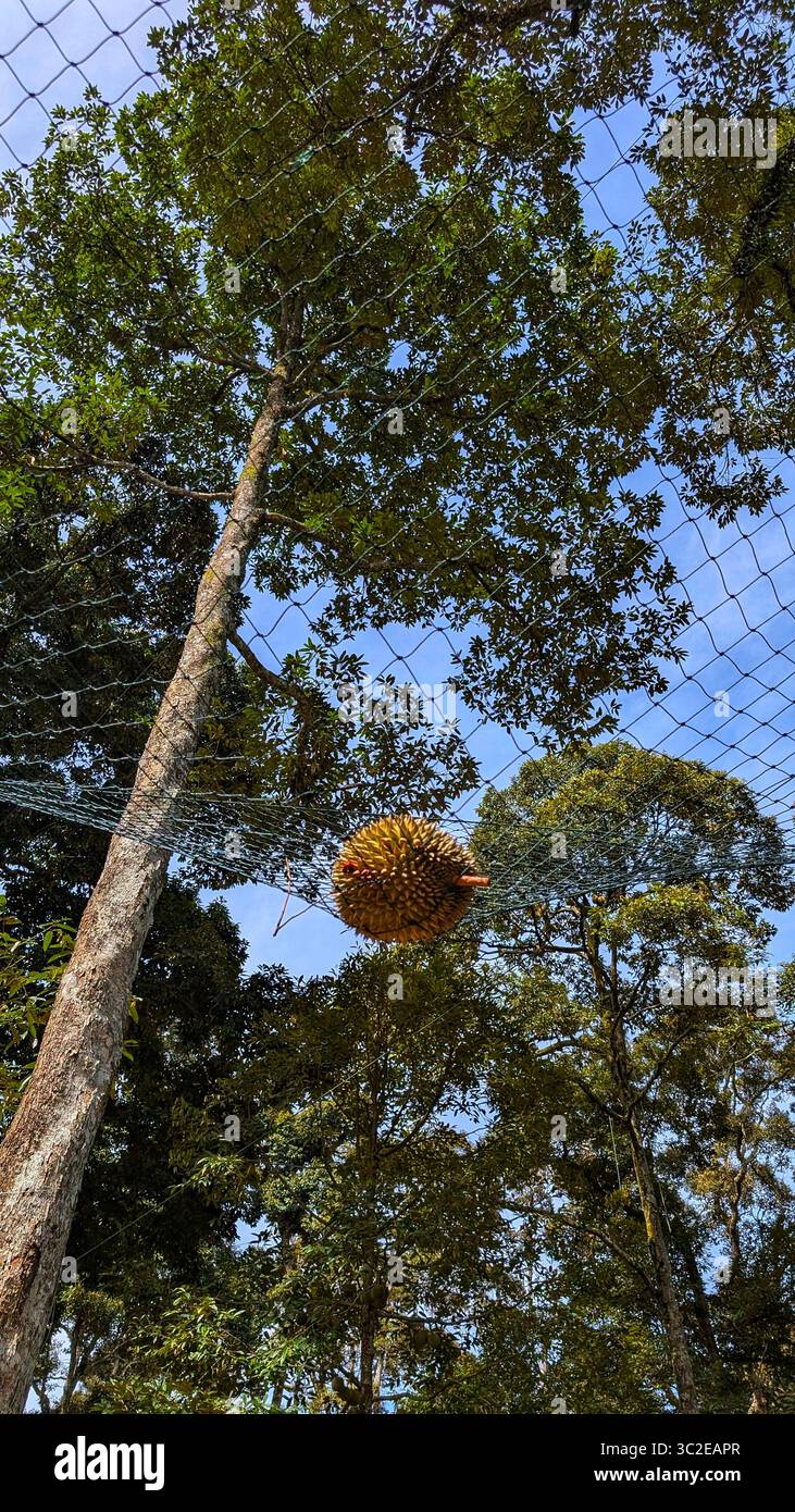 Penang - Island - Smartphone Captured Stock Image