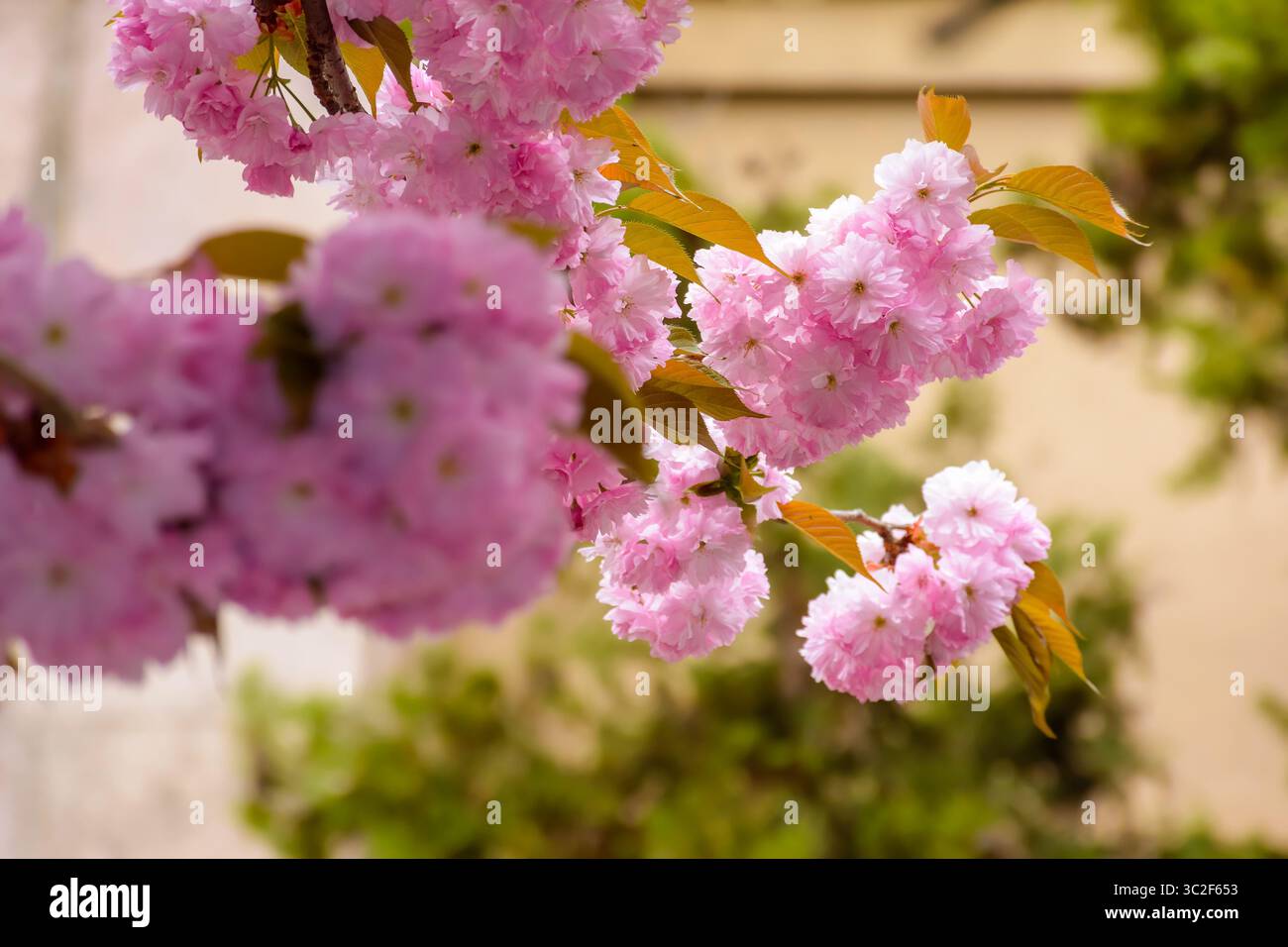 fragrant blossom of sakura in spring. pink nature background. japanese plant adapted for ukraine climate. twigs of kanzan species with lush flowers Stock Photo