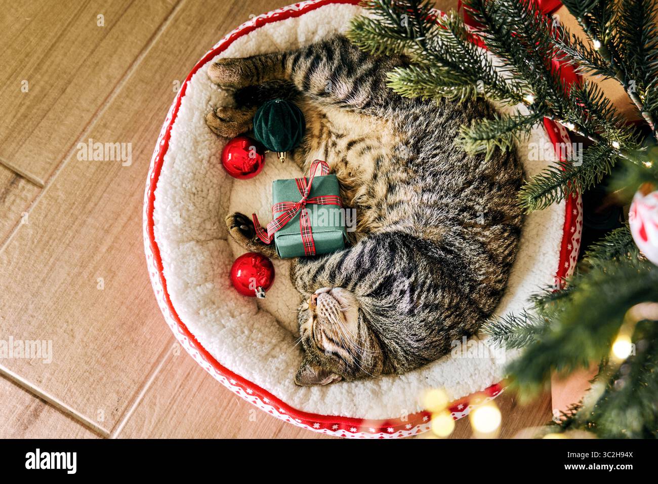 Cute tabby cat sleeping under christmas tree Stock Photo