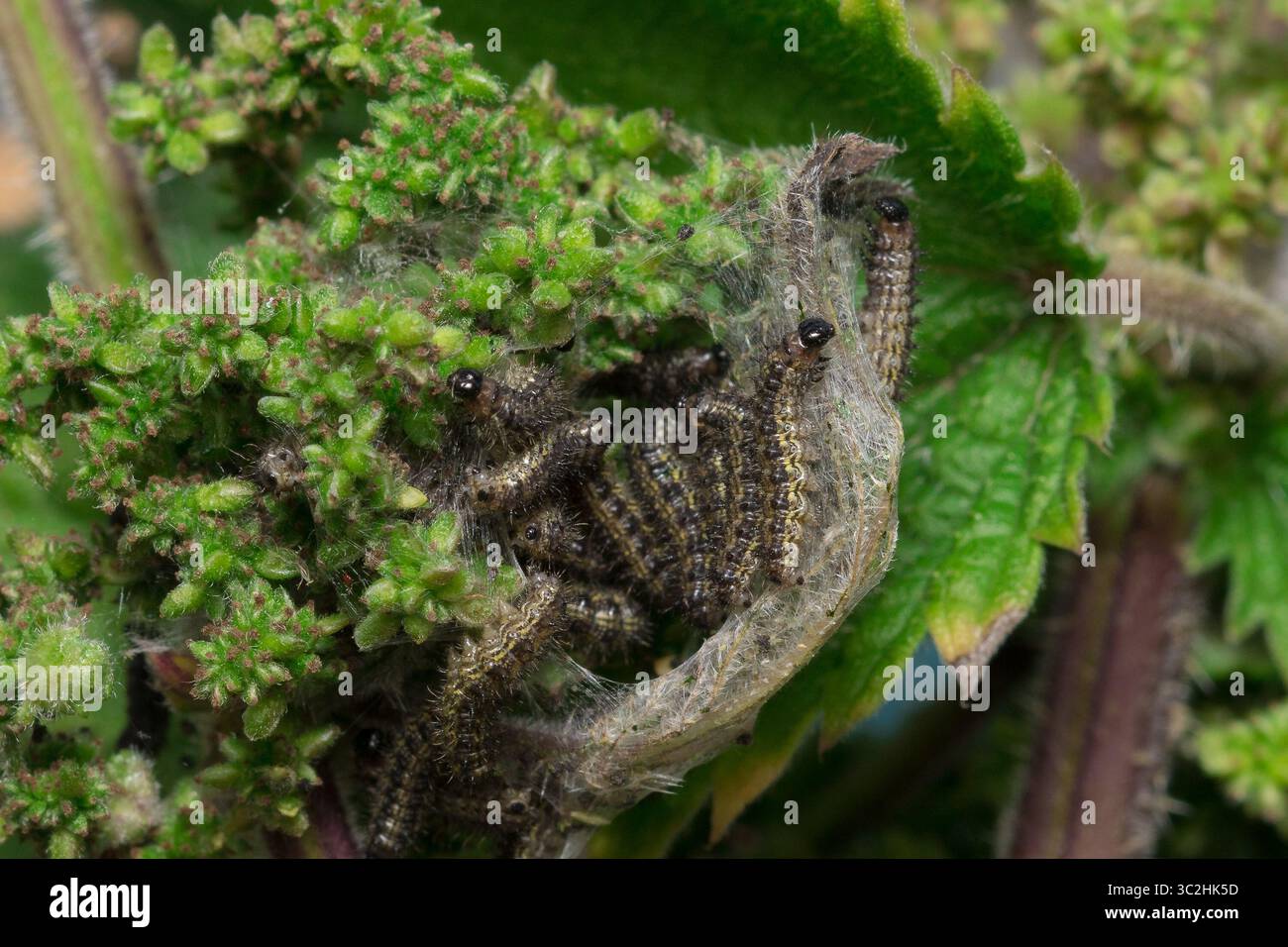 Cluster caterpillars hi-res stock photography and images - Alamy