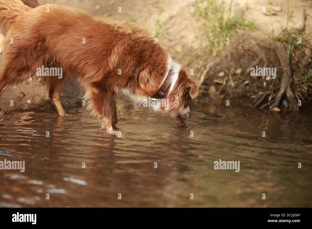 Dog is drinking water from a river Stock Photo
