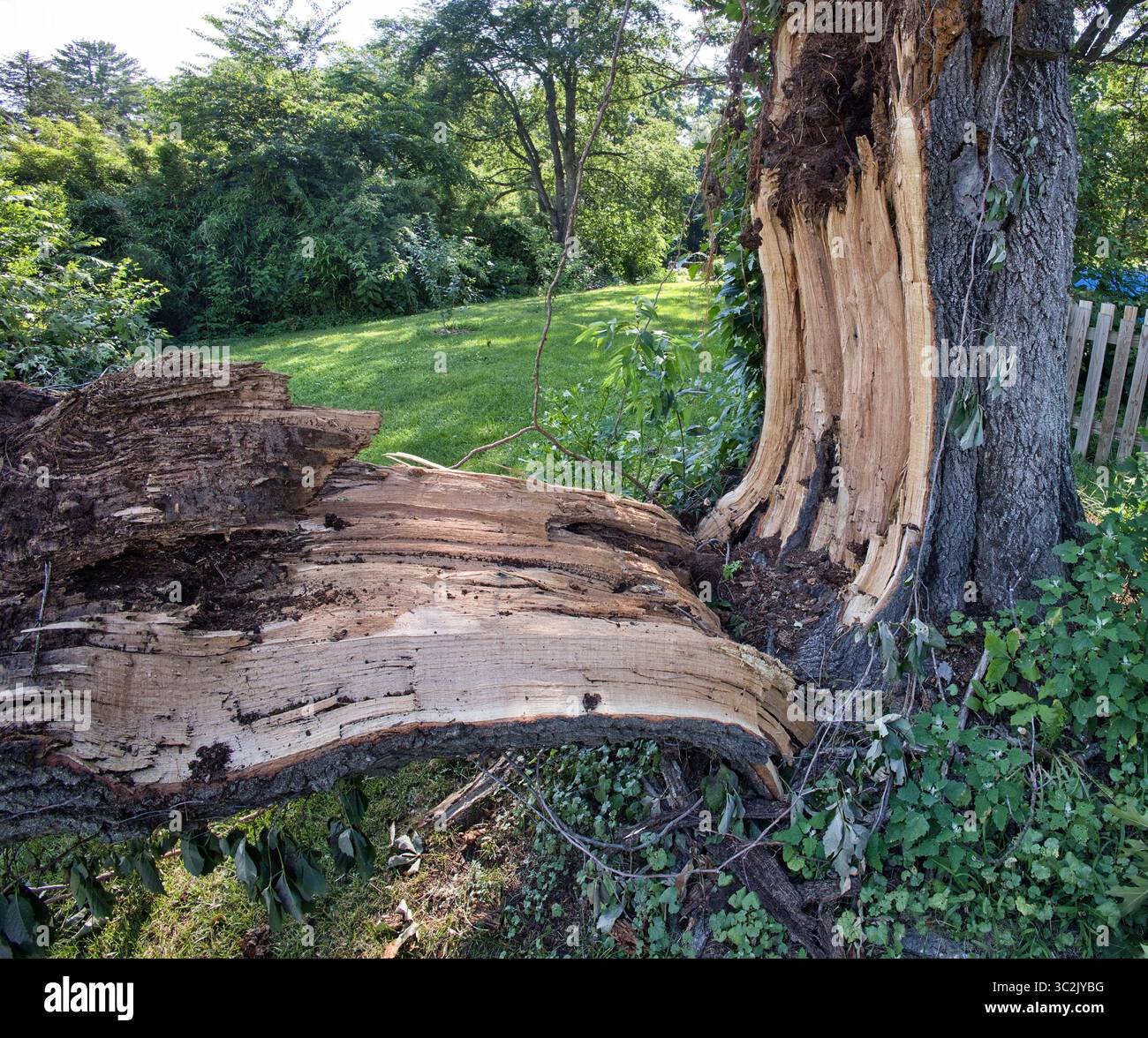 Old giant oak tree hi-res stock photography and images - Alamy