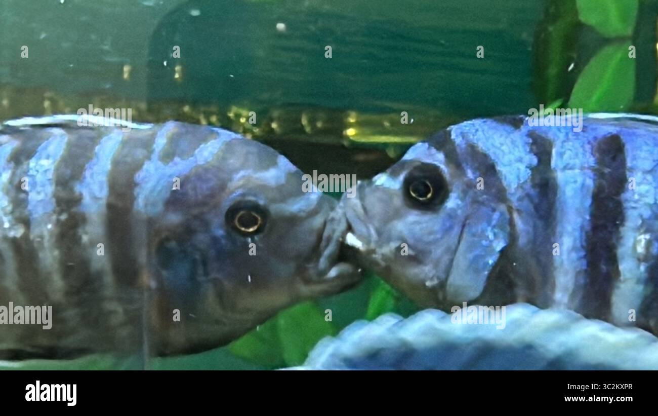 Mbuna Cichlids fighting close up in the tank - Smartphone Captured Stock Image