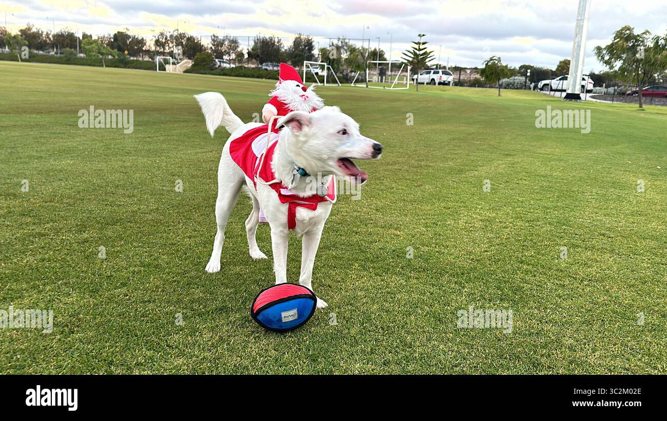White dog in Santa Costume in Australia - Smartphone Captured Stock Image