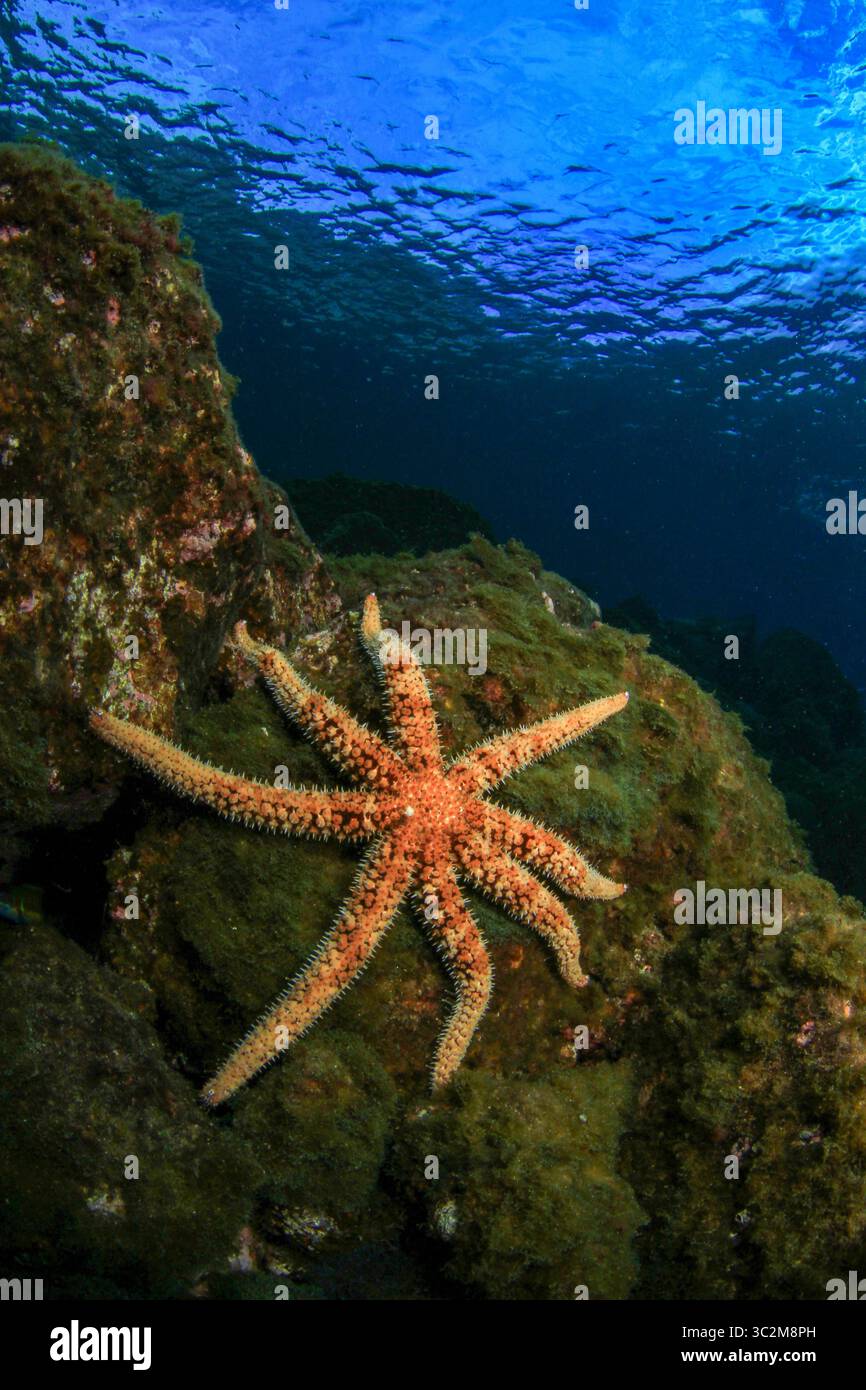 ROCK STAR Vol.3 ザ・手相　海外スター実物大手形＆サイン　a-ha Eight armed starfish hi-res stock photography and images - Alamy