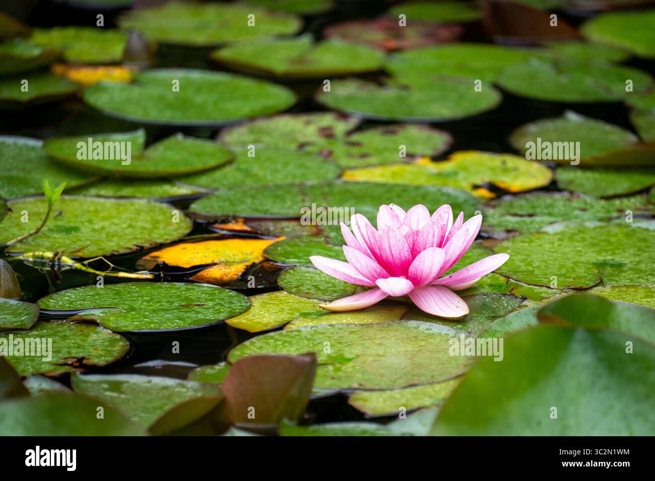 Pink Water Lily Blooming on Green Lily Pads Stock Photo