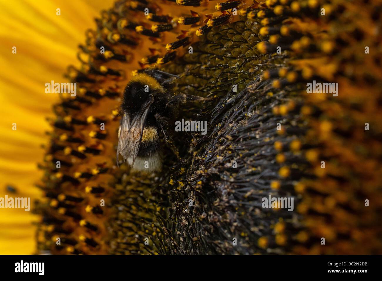 Bumblebee Gathering Pollen on Sunflower Head Stock Photo