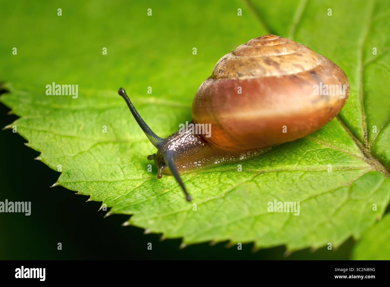 Snail with brown snail shell on a green leaf Stock Photo