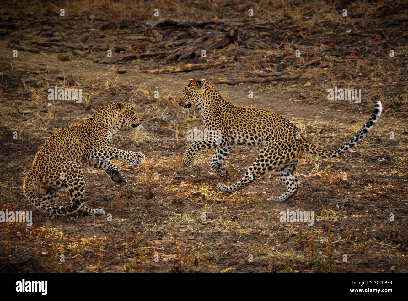 Two playful young leopards. Stock Photo