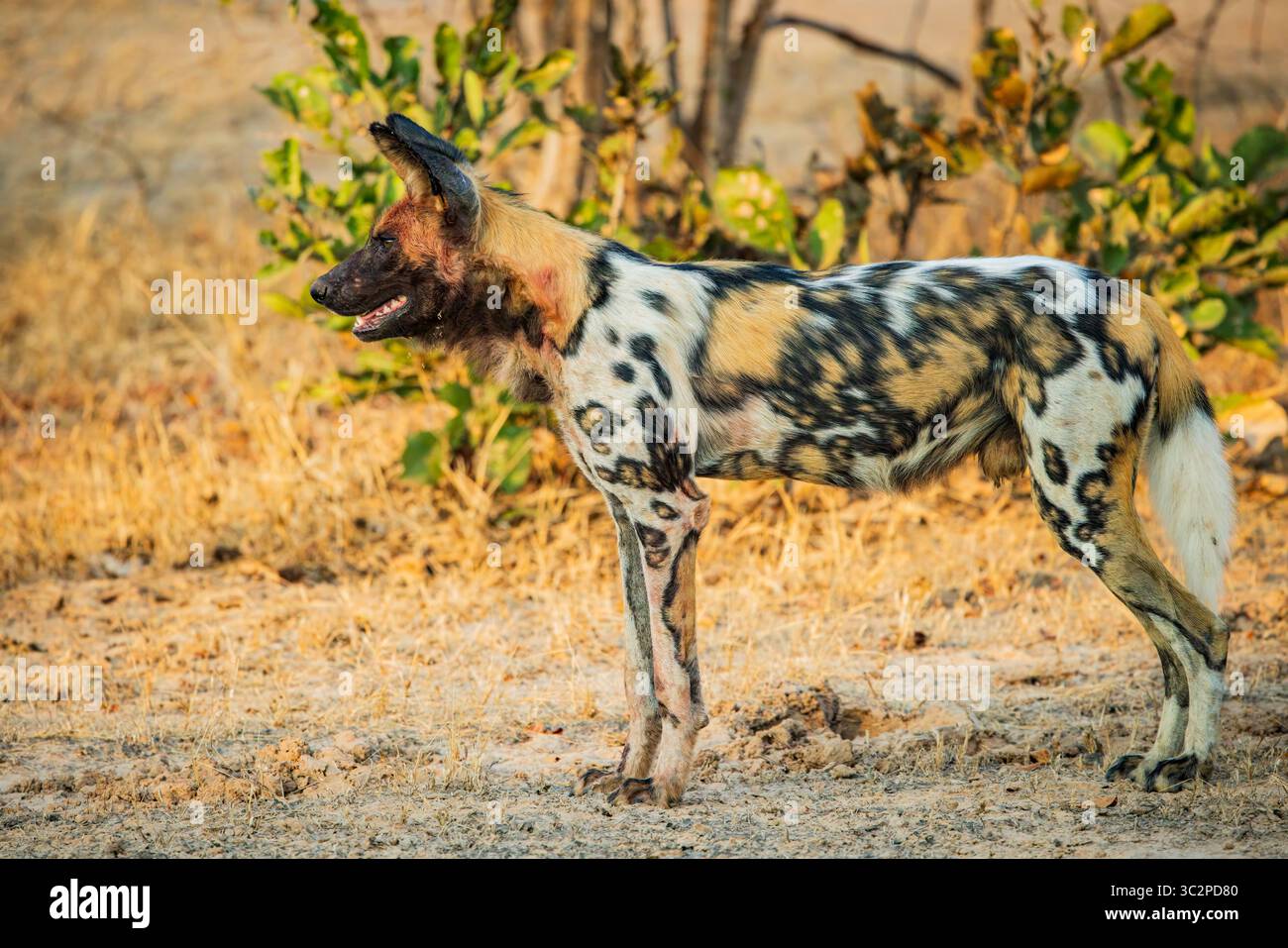 Healthy wild animal hi-res stock photography and images - Alamy