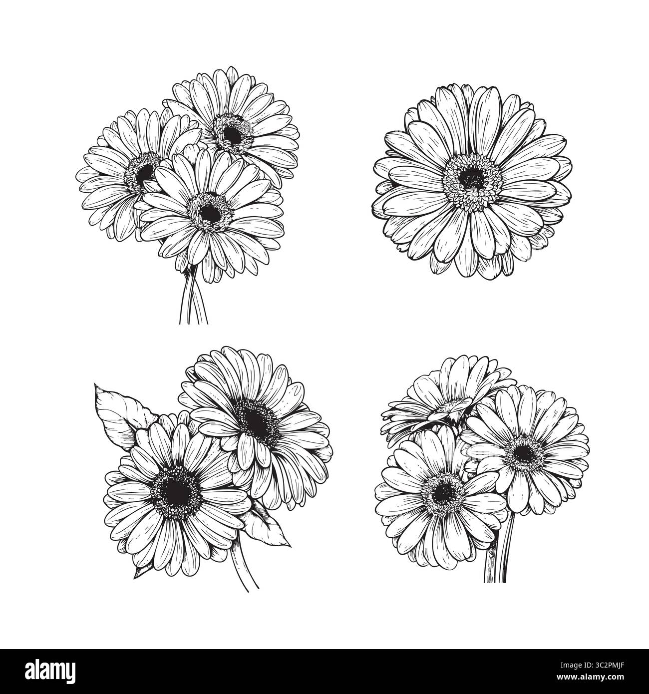beautiful monochrome, black and white gerberas flower isolated Stock Vector