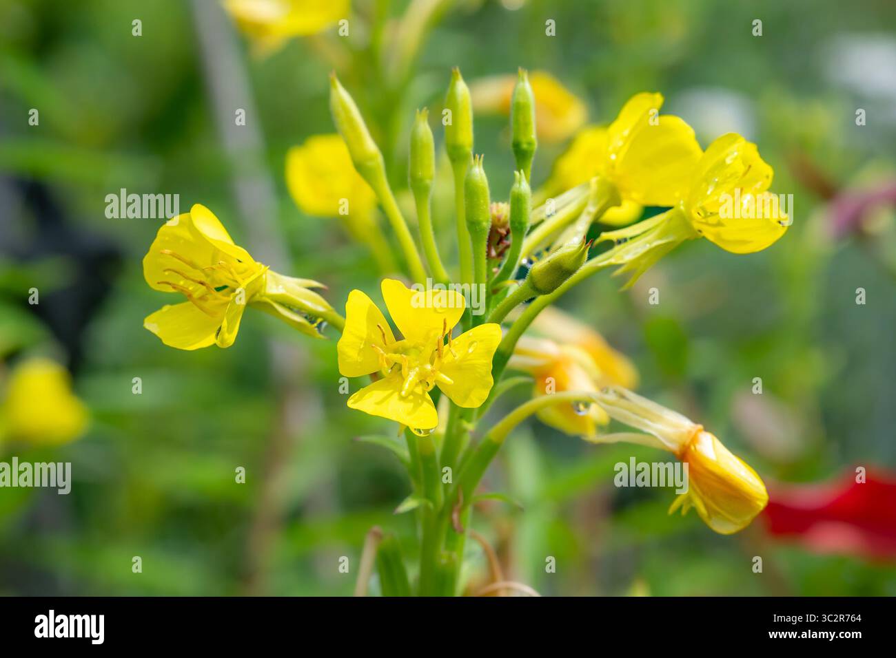 Evening Primrose flowers Stock Photo