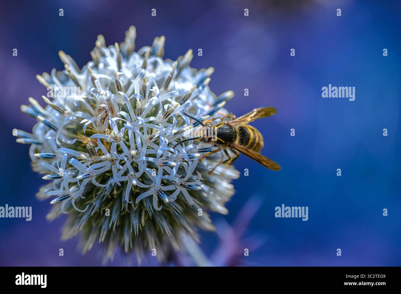Thistle in bloom insect hi-res stock photography and images - Alamy
